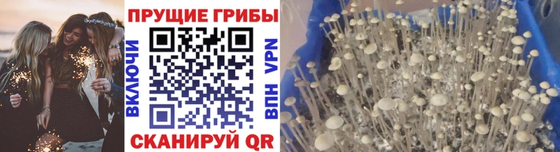 Псилоцибиновые грибы мухоморы  Дербент 
